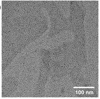 Proteins on a membrane